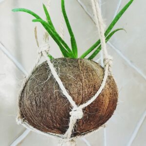 suspension en pot de noix de coco